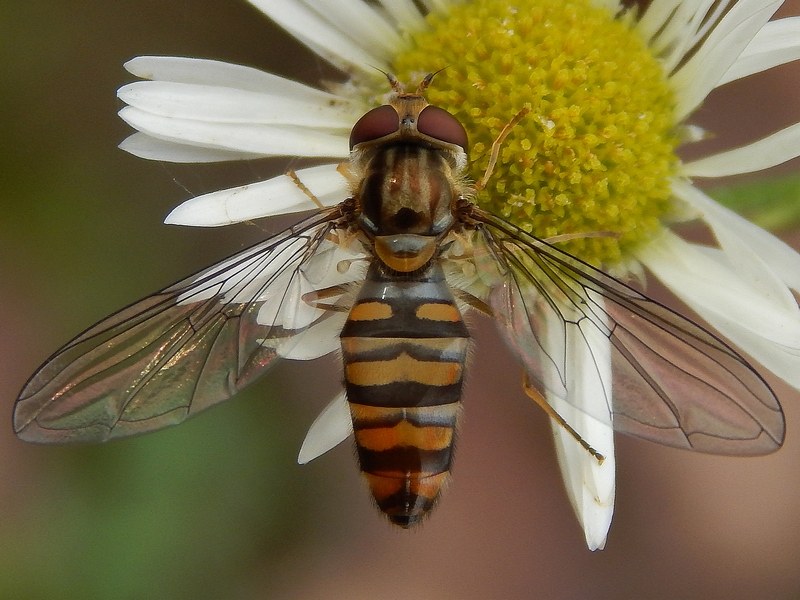 Serie di Syrphidae del Parco del Ticino